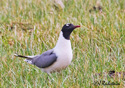 Larus pipixcan